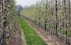 Batteries Farm - Apple Orchard.jpg
